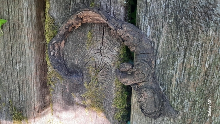 Photo of a fallen branch found at the Spinnies Aberogwen Nature reserve. The branch curves in a hook shape, like the one owned by Captain Hook, and faces towards the right.It is placed upon a wooden bench.