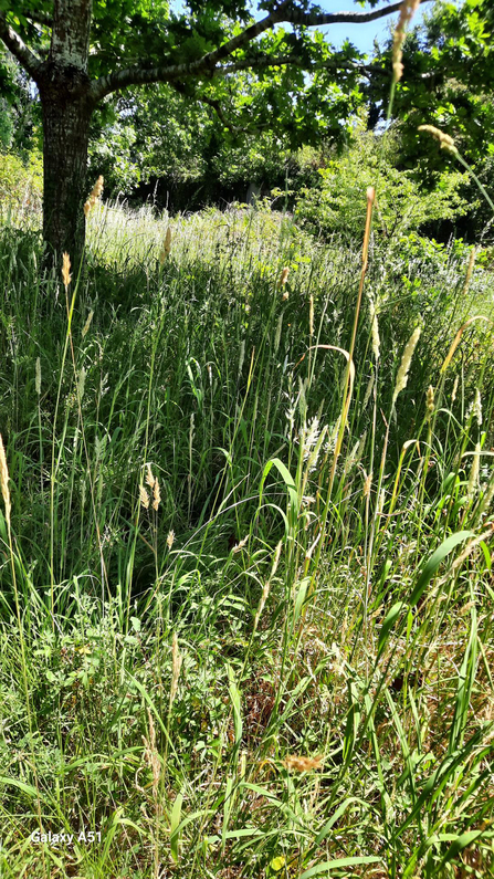 A photo of the meadow at the Spinnies Aberogwen Nature Reserve. On the left is a tree.