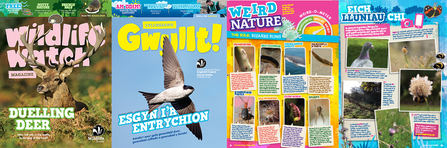 Pages from Wildlife Watch and Gwyllt magazines