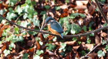 Photo of a kingfisher, perched on a curves branch.