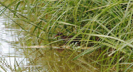 Photo of a water rail, hidden in reeds, about to take a step out into the water