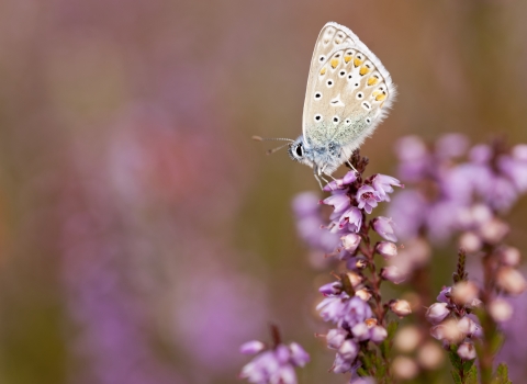 Common blue butterfly on heather