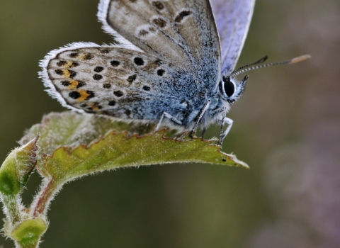 Silver-studded blue butterfly
