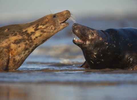 Grey seal (c) Neil Aldridge