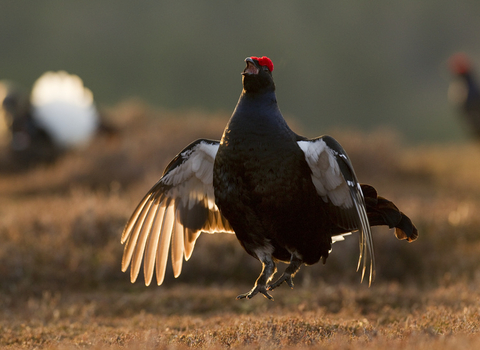 A male black Grouse mid air as it jumps while displaying for females, wings spread with early dawn light catching it's feathers.