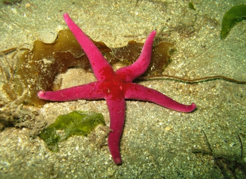 Bloody henry starfish