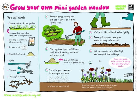 Grow your own mini meadow garden Activity Sheet