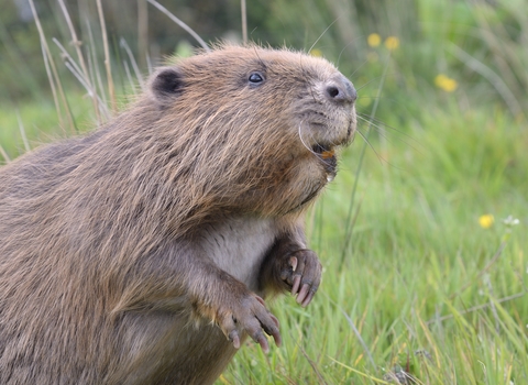 Beaver - Nick Upton/Cornwall Wildlife Trust