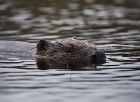 European beaver swimming