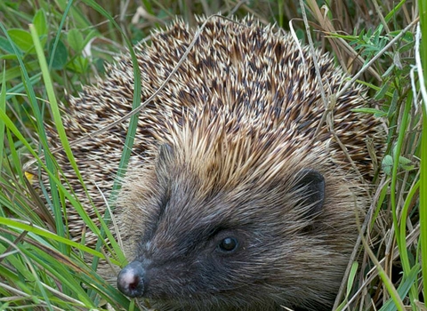 image of hedgehog
