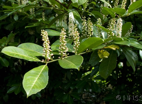 Cherry laurel (Prunus laurocerasus)  