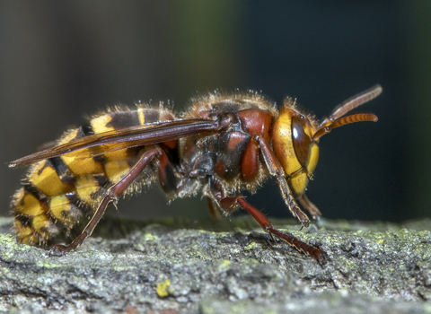 European hornet taken by Jerzy Strezelecki (Wikimedia)