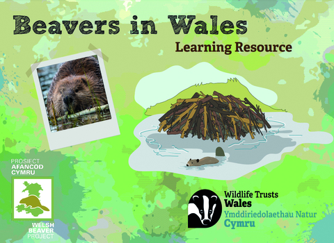 Beavers in Wales learning resource cover image