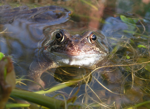 Image of frog in pond