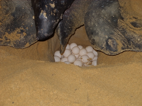 Eggs being laid at Matura, Trinidad