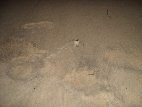 Newly hatched Leatherback heading to the sea, Matura, Trinidad