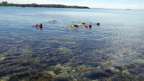Snorkelling at Rhoscolyn North Wales Wildlife Trust