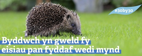 3030 - hedgehog - web header - Welsh