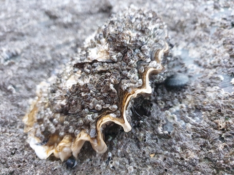 Pacific oyster Shoresearch Penmaenmawr - NWWT