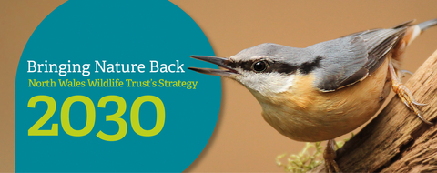 2030 Strategy_Nuthatch