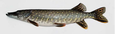 Pike