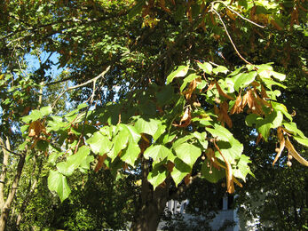 Large-leaved Lime