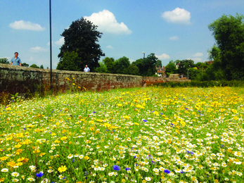 Bridge Craft Coronation Meadow