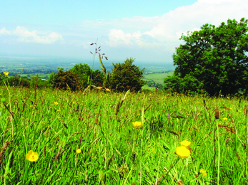Caeau Tan y Bwlch Nature Reserve