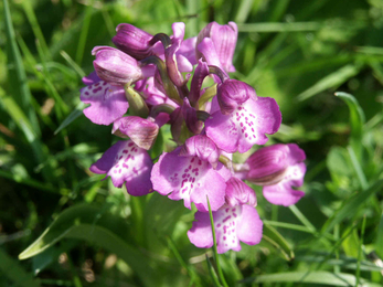 Green-winged orchid