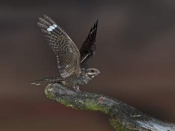 A nightjar, a bird with heavily camouflaged feathers in shades of black and dark brown to look like tree bark. It is sat on the end of a branch, with it's wings spread upwards, near the tips of the wings is a bar of white which shows this is a male.