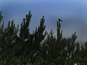 Nightjar male calling from song perch on top of conifer at dusk