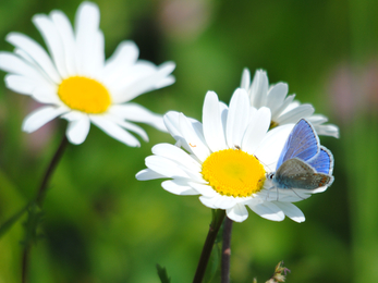 Common blue butterfly on oxeye daisy (c) Amy Lewis