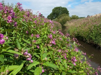 River bank completely covered in Himalayan balsam