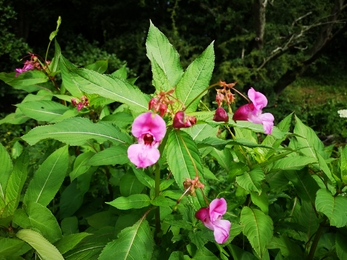 Himalayan balsam in flower