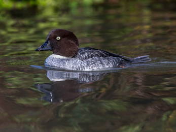 Female goldeneye