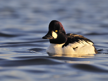 Male goldeneye