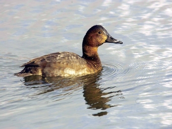 Female pochard