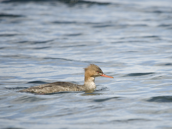 Female red-breasted merganser