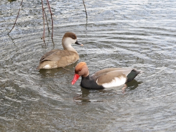 Red-crested pochard pair 