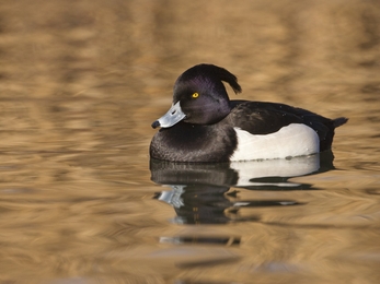 Tufted male