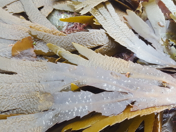 Serrated wrack/gwymon danheddog (Fucus serratus) ©NWWT