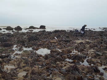 Honeycomb worm/llyngyren ddiliau (Sabellaria alveolata) low on shore ©NWWT