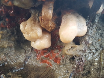 Dead man's fingers/llaw farw (Alcyonium digitatum) ©NWWT