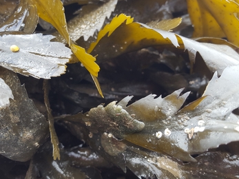 Serrated wrack/gwymon danheddog (Fucus serratus) the species within ©NWWT