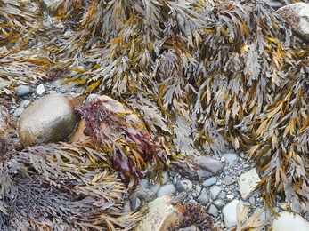 Serrated wrack/gwymon danheddog (Fucus serratus) ©NWWT