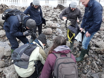 Inspecting a sea slug Shoresearch - North Wales Wildlife Trust