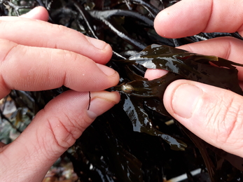 Blue-rayed limpet Shoresearch Ynys Mon - North Wales Wildlife Trust