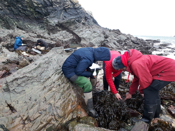 Porth dafarch Shoresearch Feb 2022 - North Wales Wildlife Trust