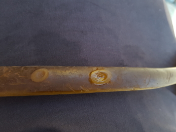 Blue-rayed limpet feeding divets - North Wales Wildlife Trust