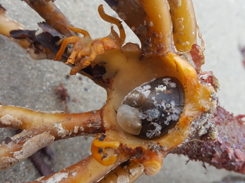Blue-rayed limpet in washed up kelp holdfast - North Wales Wildlife Trust